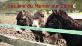 Les ânes du Manoir sur Seine